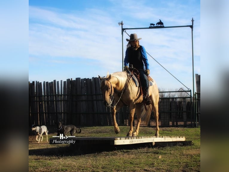 American Quarter Horse Wałach 7 lat Izabelowata in Cushing, OK