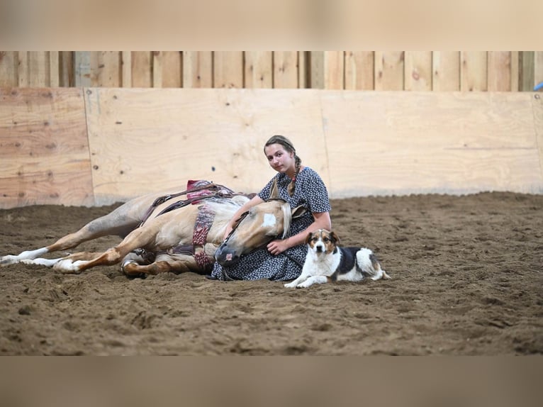 American Quarter Horse Wałach 7 lat Izabelowata in Millersburg OH