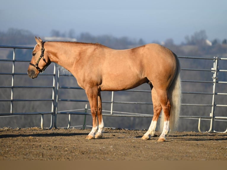 American Quarter Horse Wałach 7 lat Izabelowata in Millersburg OH