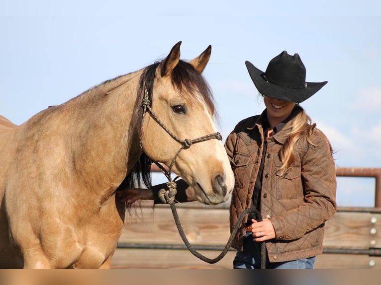 American Quarter Horse Wałach 7 lat Jelenia in Waterford, CA