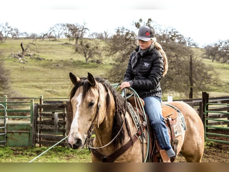 American Quarter Horse Wałach 7 lat Jelenia in Waterford, CA