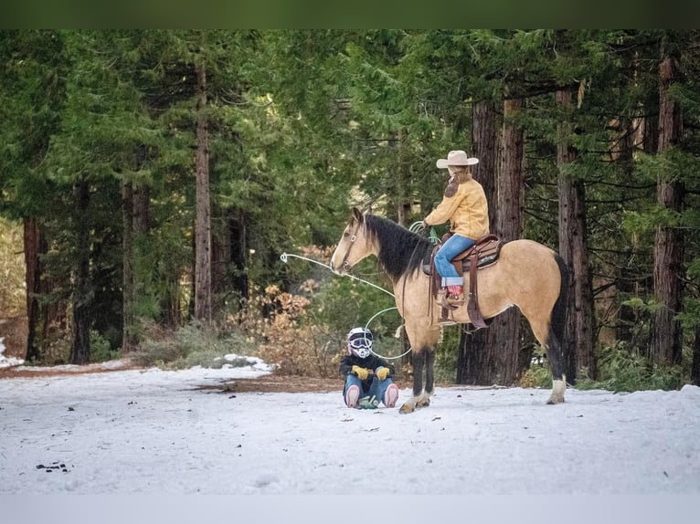 American Quarter Horse Wałach 7 lat Jelenia in Waterford, CA
