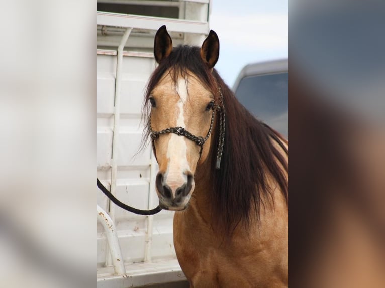 American Quarter Horse Wałach 7 lat Jelenia in Waterford, CA