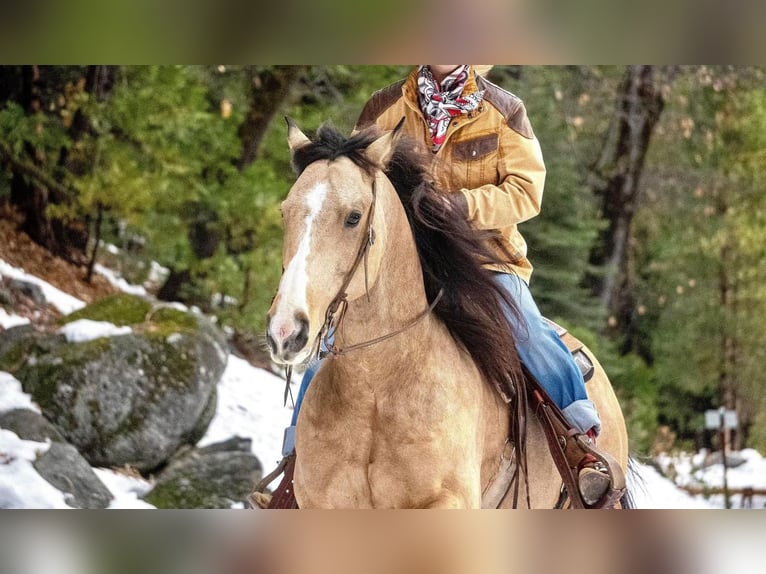 American Quarter Horse Wałach 7 lat Jelenia in Waterford, CA