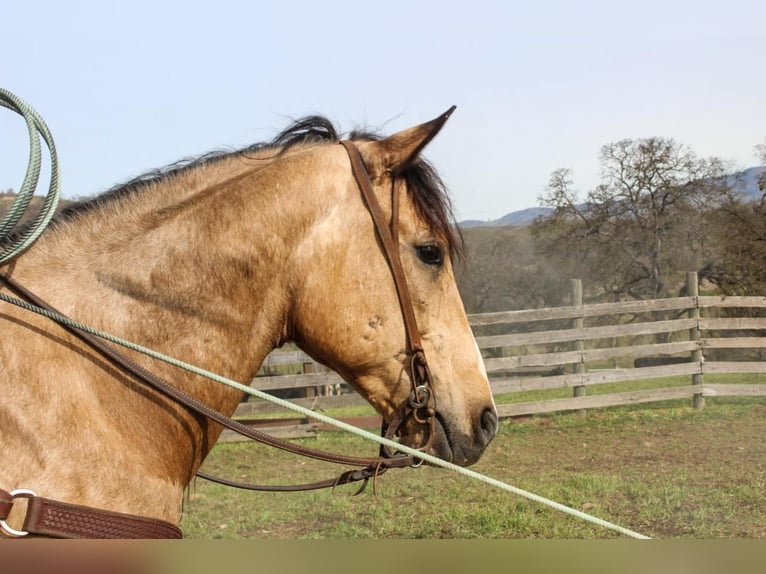 American Quarter Horse Wałach 7 lat Jelenia in Waterford, CA