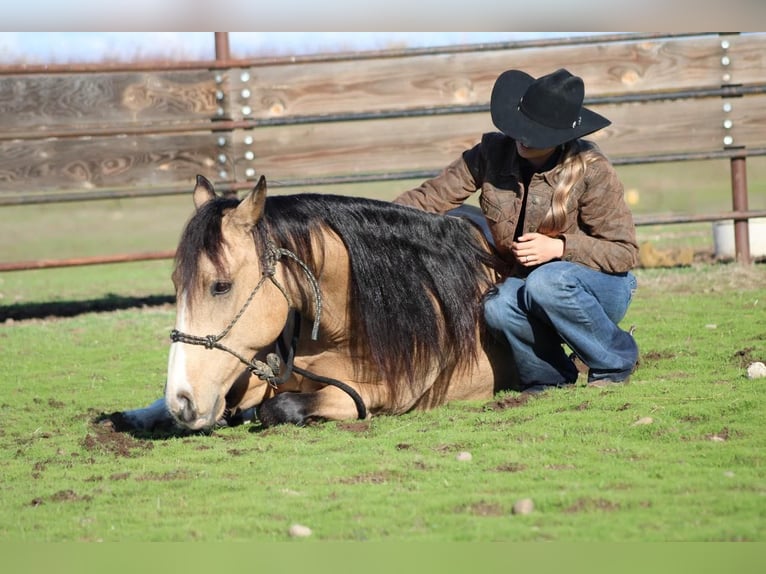 American Quarter Horse Wałach 7 lat Jelenia in Waterford, CA
