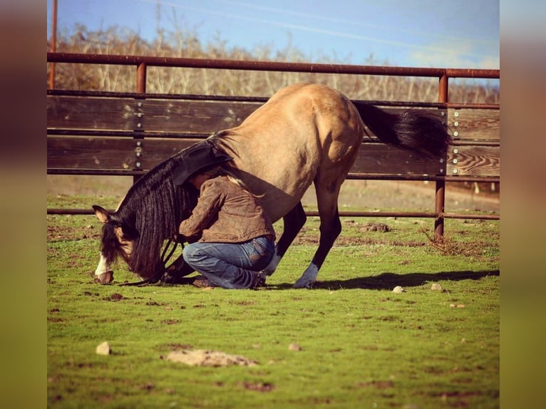American Quarter Horse Wałach 7 lat Jelenia in Waterford, CA