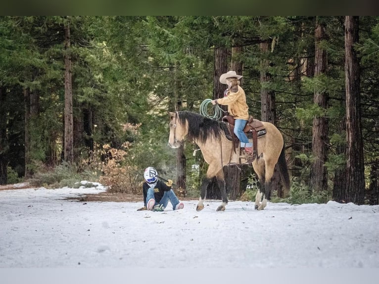 American Quarter Horse Wałach 7 lat Jelenia in Waterford, CA