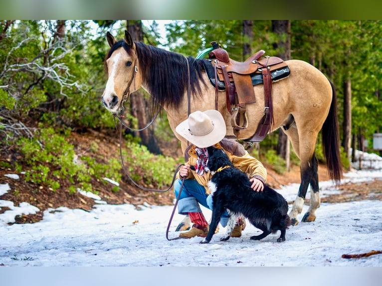 American Quarter Horse Wałach 7 lat Jelenia in Waterford, CA