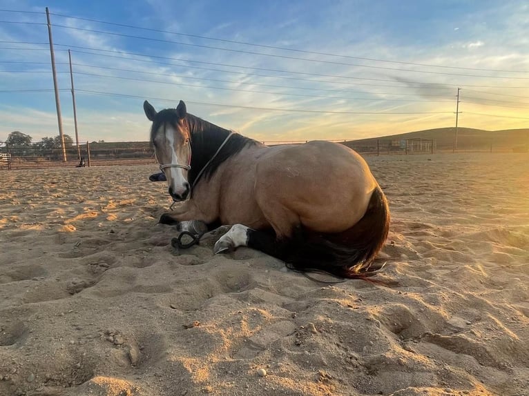 American Quarter Horse Wałach 7 lat Jelenia in Waterford, CA