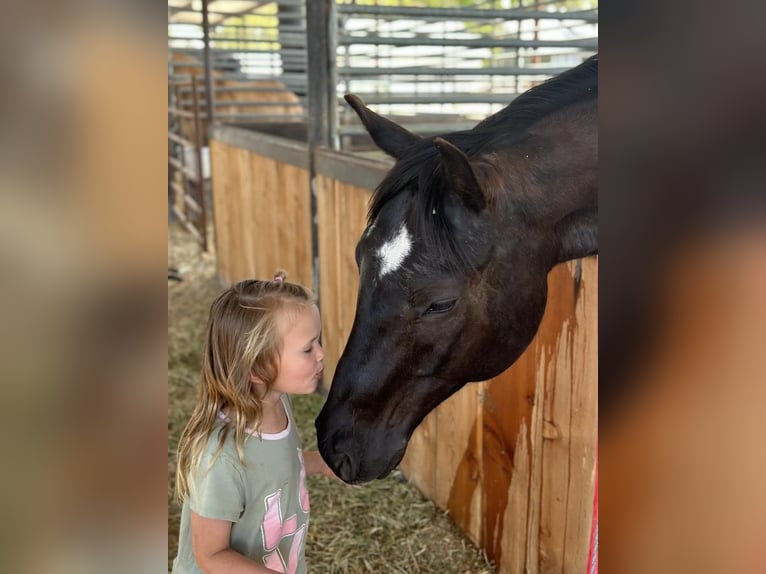 American Quarter Horse Wałach 7 lat Kara in Caldwell, ID