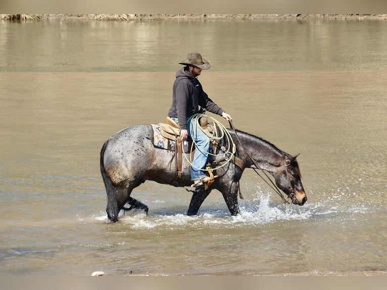 American Quarter Horse Wałach 7 lat Karodereszowata in Lamotte, IA