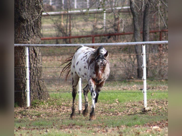 American Quarter Horse Wałach 7 lat Kasztanowata in Fort Worth TX