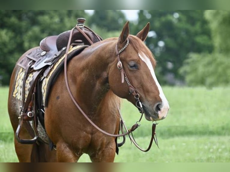 American Quarter Horse Wałach 7 lat Kasztanowatodereszowata in Jackson, OH