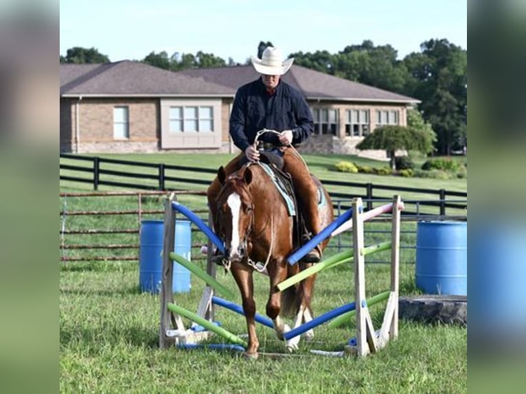 American Quarter Horse Wałach 7 lat Kasztanowatodereszowata in Jackson, OH