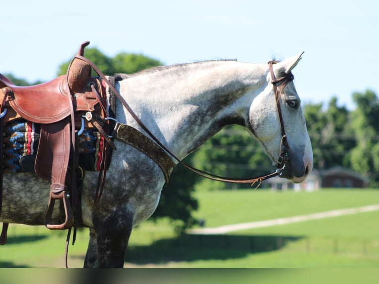 American Quarter Horse Wałach 7 lat Siwa jabłkowita in Priceville KY