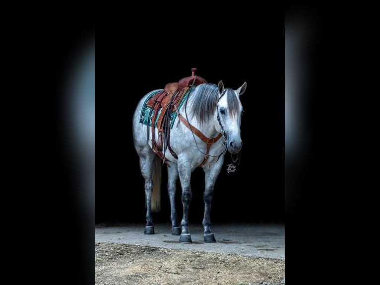American Quarter Horse Wałach 7 lat Siwa in Holland, IA