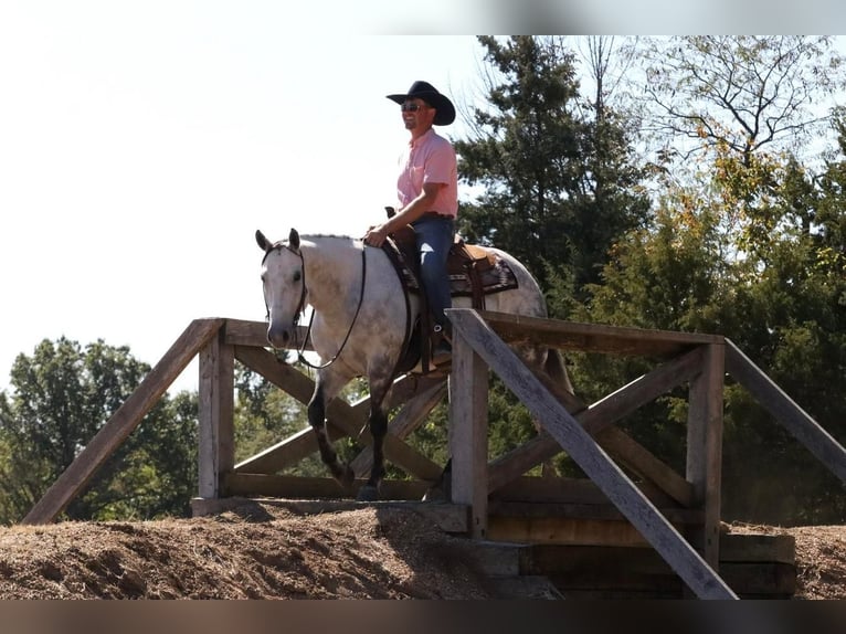 American Quarter Horse Wałach 7 lat Siwa in Mount Vernon