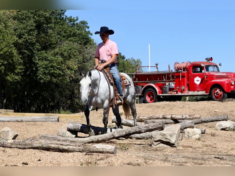 American Quarter Horse Wałach 7 lat Siwa in Mount Vernon