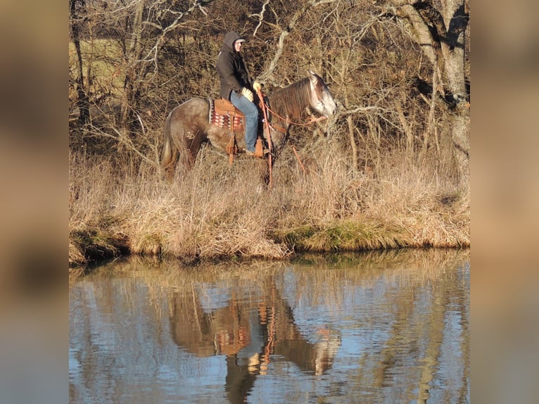 American Quarter Horse Wałach 7 lat Siwa in Cape Girardweau, MO