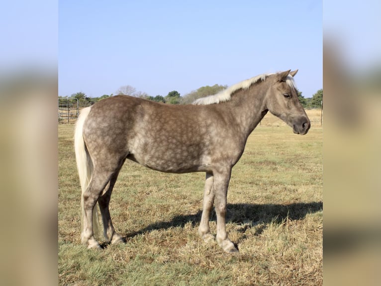 American Quarter Horse Wałach 8 lat 112 cm Siwa in RAVENNA tx