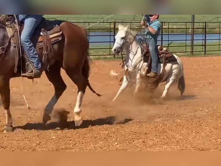 American Quarter Horse Wałach 8 lat 127 cm Siwa in Gainesville TX