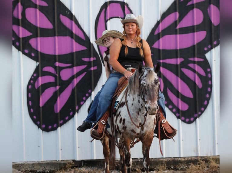 American Quarter Horse Wałach 8 lat 135 cm Ciemnokasztanowata in Mt Hope Al