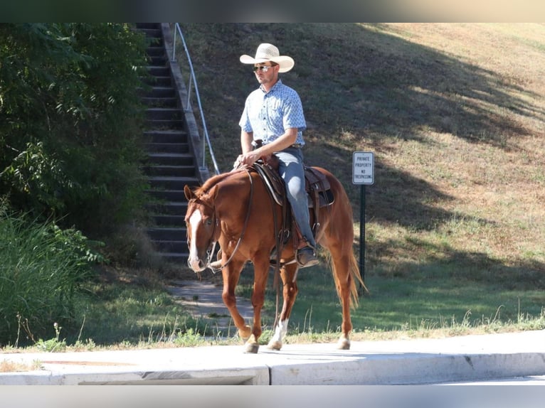 American Quarter Horse Wałach 8 lat 140 cm Cisawa in Mt Vernon, MO