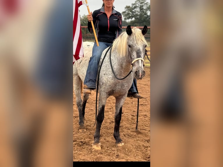 American Quarter Horse Wałach 8 lat 140 cm Siwa in Guthrie OK