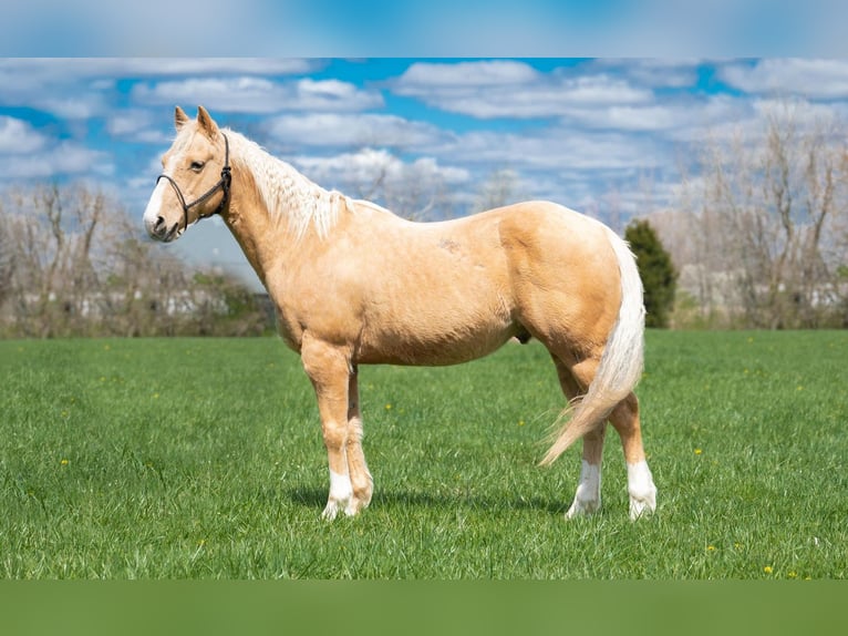 American Quarter Horse Wałach 8 lat 142 cm Izabelowata in Middletown, OH