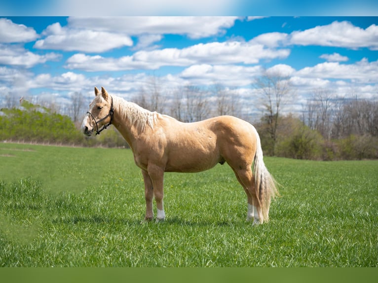 American Quarter Horse Wałach 8 lat 142 cm Izabelowata in Middletown, OH