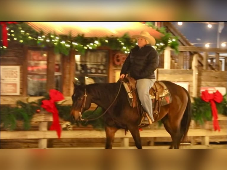 American Quarter Horse Wałach 8 lat 145 cm Gniada in Stephenville TX