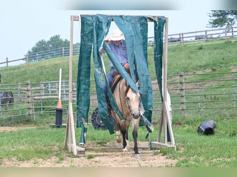 American Quarter Horse Wałach 8 lat 145 cm Jelenia in Jackson, OH