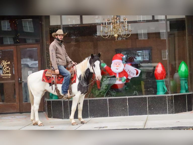 American Quarter Horse Wałach 8 lat 145 cm Karodereszowata in Brooksville KY