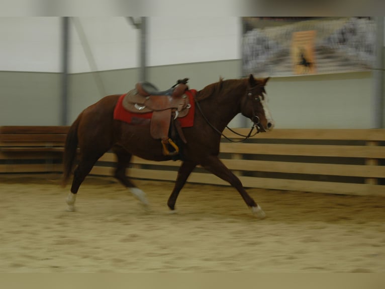 American Quarter Horse Wałach 8 lat 145 cm in Lutzmannsburg