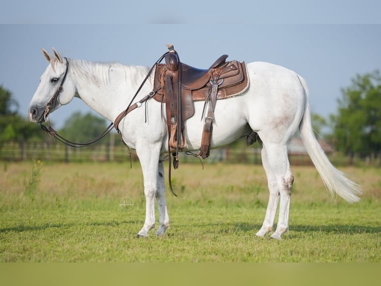American Quarter Horse Wałach 8 lat 145 cm Siwa in Weatherford TX