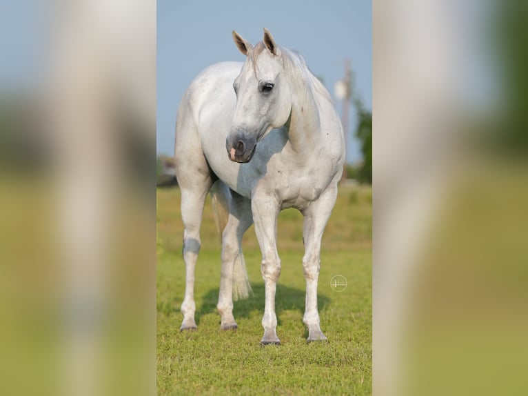 American Quarter Horse Wałach 8 lat 145 cm Siwa in Weatherford TX