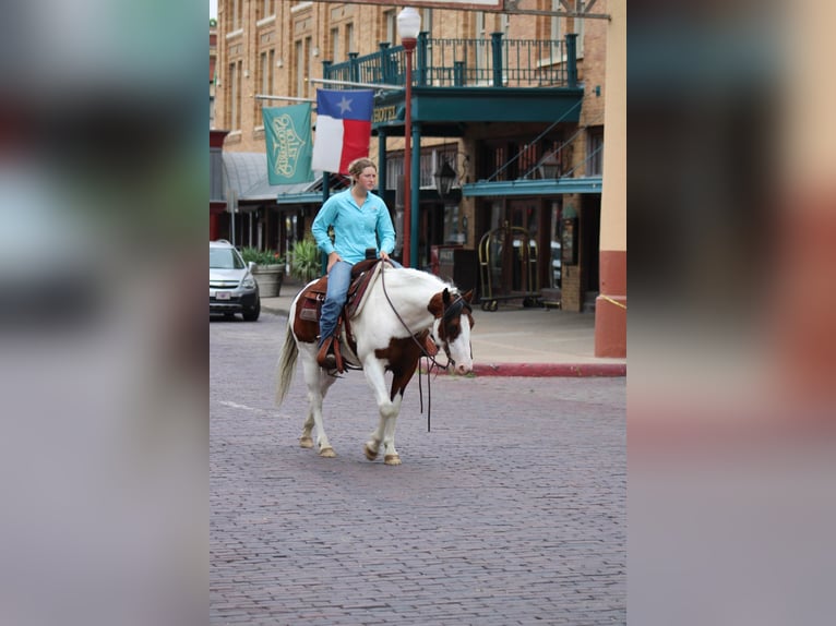 American Quarter Horse Wałach 8 lat 145 cm Tobiano wszelkich maści in Eastland TX