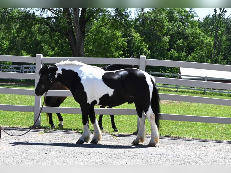 American Quarter Horse Wałach 8 lat 145 cm Tobiano wszelkich maści in Sturgis MI