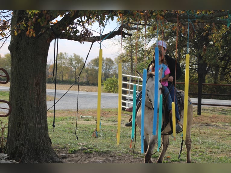 American Quarter Horse Wałach 8 lat 147 cm Bułana in Charleston IL