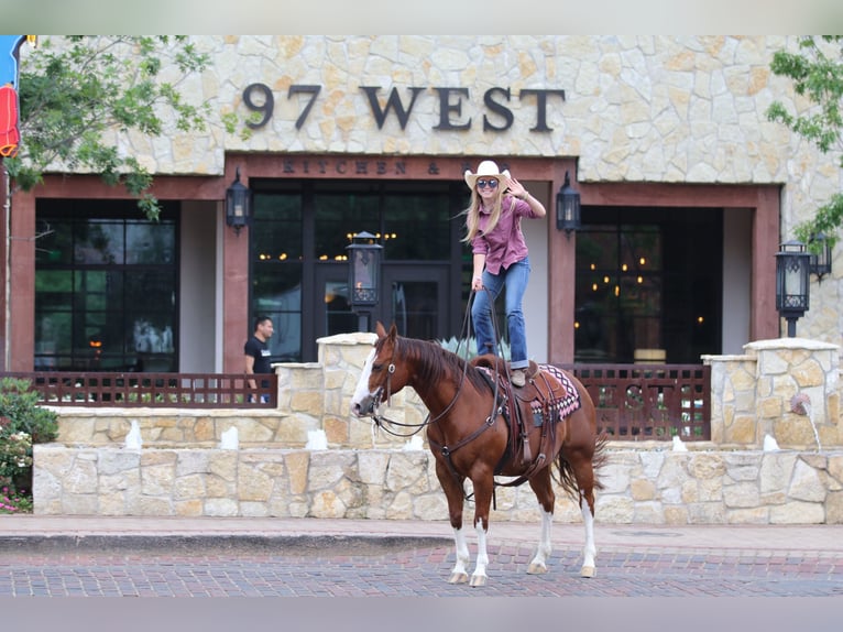 American Quarter Horse Wałach 8 lat 147 cm Cisawa in Pilot Point