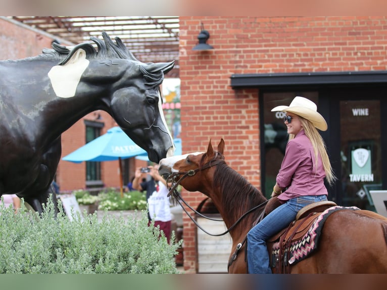 American Quarter Horse Wałach 8 lat 147 cm Cisawa in Pilot Point