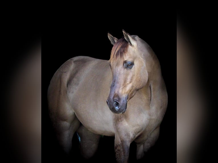 American Quarter Horse Wałach 8 lat 147 cm Grullo in Hardinsburg IN