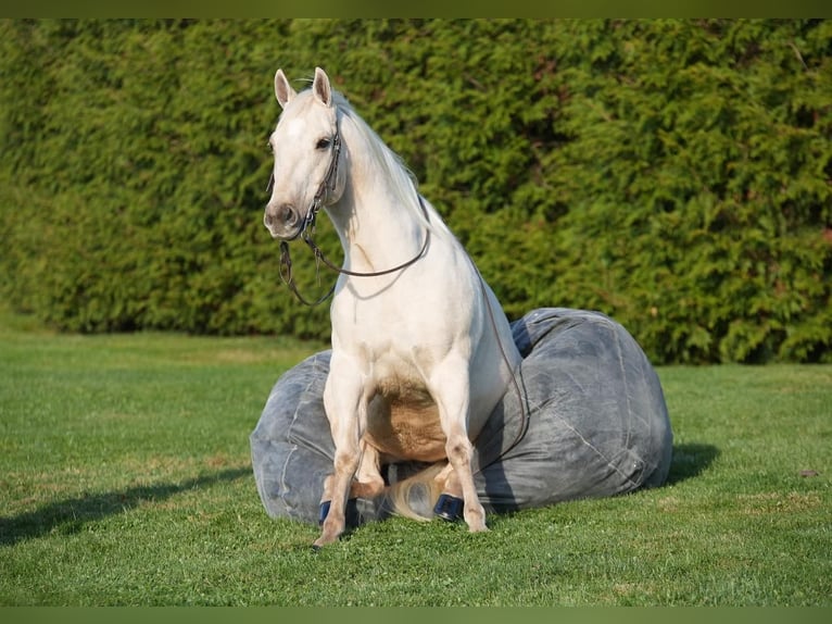 American Quarter Horse Wałach 8 lat 147 cm Izabelowata in Millerstown, PA