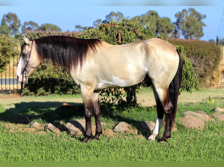 American Quarter Horse Wałach 8 lat 147 cm Jelenia in Pleasant Grove, CA