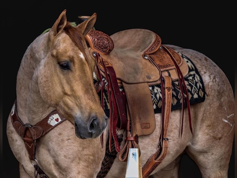 American Quarter Horse Wałach 8 lat 147 cm Kasztanowatodereszowata in Brooksville, KY