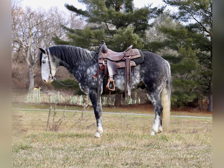 American Quarter Horse Wałach 8 lat 147 cm Siwa jabłkowita in Sweet Springs MO