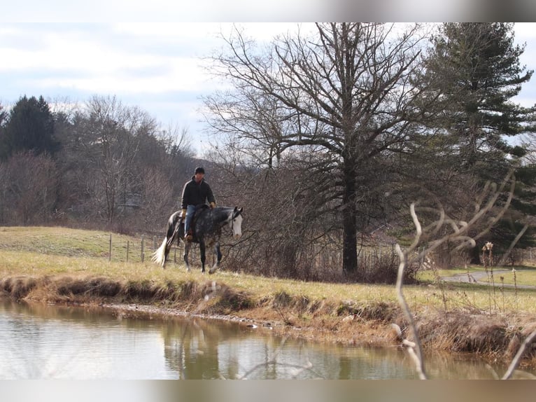 American Quarter Horse Wałach 8 lat 147 cm Siwa jabłkowita in Sweet Springs MO