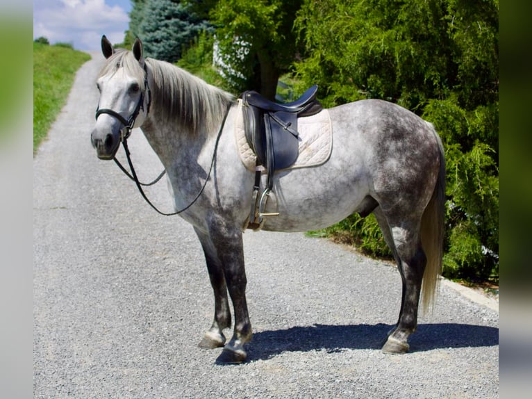 American Quarter Horse Mix Wałach 8 lat 147 cm Siwa in Millersburg, OH