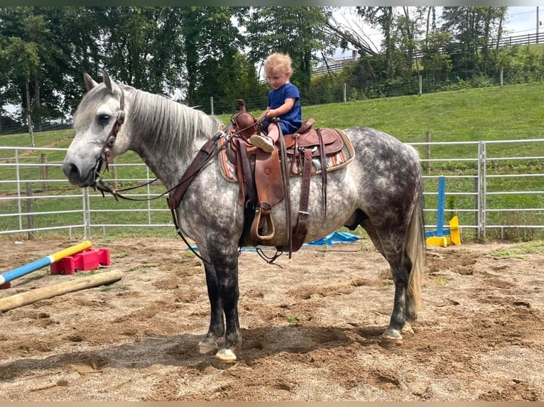 American Quarter Horse Mix Wałach 8 lat 147 cm Siwa in Millersburg, OH